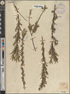 Salix rosmarinifolia L. fo. vistulensis Zapał.