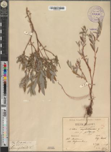 Salix rosmarinifolia L. fo. glauca Zapał.
