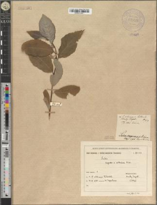 Salix caprea × silesiaca Wim.