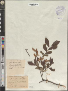 Salix subaurita Anders. var. beskidensis Zapał.