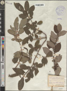 Salix subaurita Anders. var. carpatica Zapał.