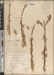 Salix triandra L. fo. barbulata Zapał.