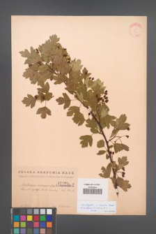 Crataegus ×media [KOR 1869]