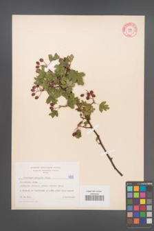 Crataegus monogyna [KOR 4810]