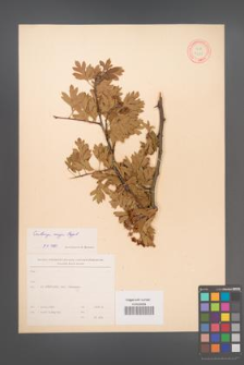 Crataegus meyeri [KOR 13281]