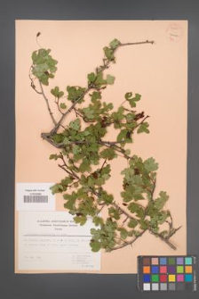 Crataegus microphylla [KOR 55589]