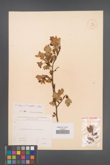 Crataegus microphylla [KOR 13298]