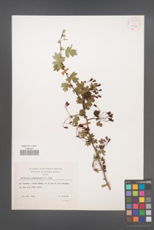 Crataegus microphylla [KOR 55590]
