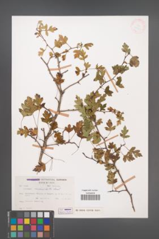 Crataegus microphylla [KOR 27763]