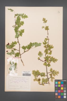Crataegus microphylla [KOR 13290]
