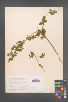 Crataegus microphylla [KOR 13291]