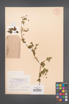 Crataegus microphylla [KOR 13267]