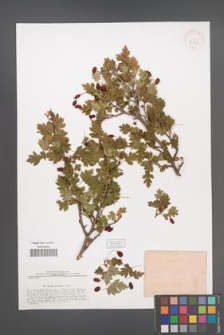 Crataegus microphylla [KOR 43040]