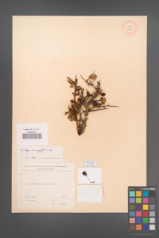 Crataegus microphylla [KOR 13301]