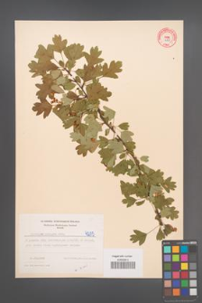 Crataegus monogyna [KOR 4205]