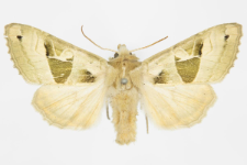 Phlogophora scita