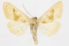 Phlogophora scita