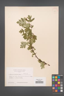 Crataegus monogyna [KOR 3883]