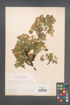 Crataegus monogyna [KOR 3873]