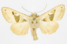 Phlogophora scita