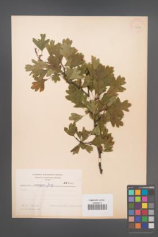 Crataegus monogyna [KOR 4032]