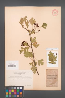 Crataegus monogyna [KOR 3243]