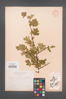 Crataegus monogyna [KOR 3242]