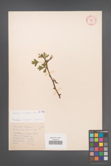 Crataegus monogyna [KOR 4962]