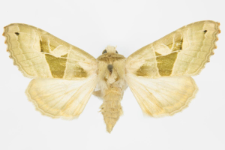 Phlogophora scita