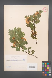 Crataegus monogyna [KOR 4990]