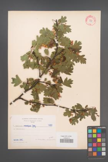 Crataegus monogyna [KOR 4988]