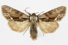 Hyppa rectilinea