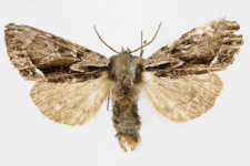 Hyppa rectilinea