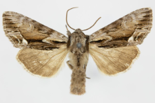 Hyppa rectilinea