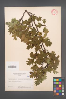 Crataegus monogyna [KOR 4481]