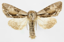 Hyppa rectilinea