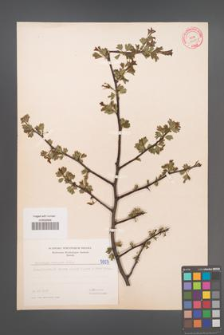 Crataegus monogyna [KOR 5007]