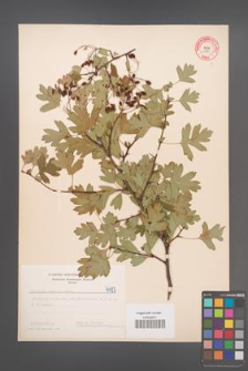 Crataegus monogyna [KOR 4483]