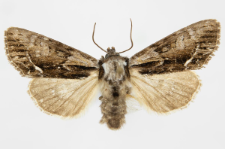 Hyppa rectilinea