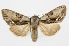 Hyppa rectilinea