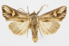 Actinotia polyodon