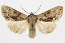 Hyppa rectilinea