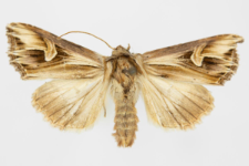 Actinotia polyodon