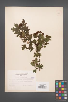 Crataegus monogyna [KOR 8082]