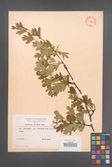 Crataegus monogyna [KOR 8198]