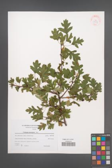 Crataegus monogyna [KOR 38917]