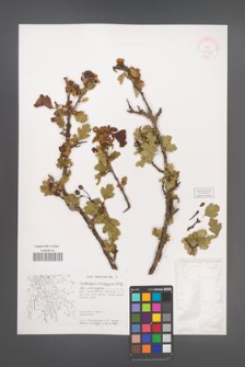 Crataegus monogyna [KOR 38041]