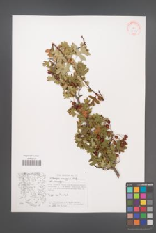 Crataegus monogyna [KOR 38045]