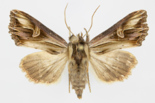 Actinotia polyodon