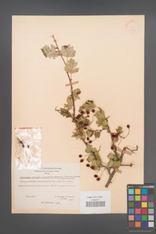 Crataegus monogyna [KOR 21715]